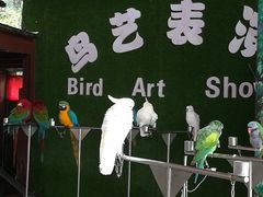 -西双版纳原始森林公园