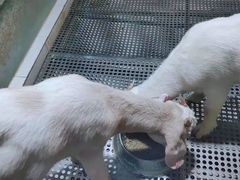 -上海大自然野生昆虫馆(东方明珠·爬宠昆虫探索中心)