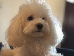 -派多格宠物·购宠(靛厂路店)