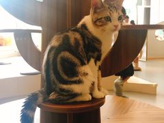 -飞行喵MR PILOT|猫舍·猫咖(静安大融城店)