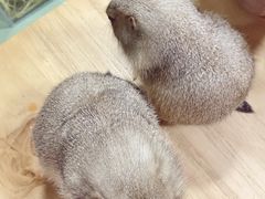 -藦茜花园宠物主题亲子互动体验馆(国顺东路店)