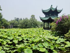 -桂湖森林公园