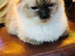 -李小姐の猫咖啡馆(五角场店)