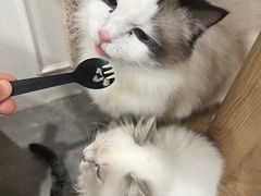 -楼上猫咖(罗湖店)