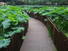 -陈家山荷花公园