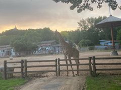 -大连森林动物园