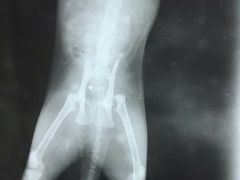 -爱侣宠医·鹦鹉专科·小型哺乳类·异宠专科(灵石路店)