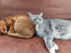 -MOCHA明星猫咖(田子坊店)