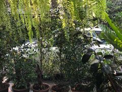 -Cheevit Cheeva(Sirimangkalajarn)