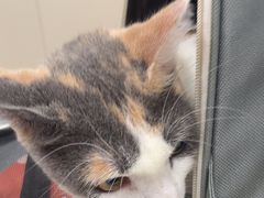 -创凡宠物医院·骨专科  猫科中心(西乡分院)