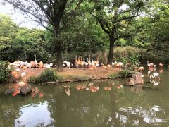 -上海野生动物园
