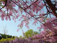 -嘉定紫藤园