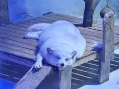 -海合安成都极地海洋公园
