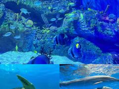 -海合安成都极地海洋公园