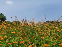-瑶湖郊野森林公园