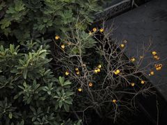 -八大关景区