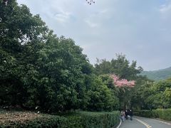 -大屏嶂森林公园