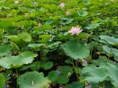 -莲花池公园