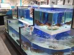 水产区-盒马鲜生(和谐广场店)