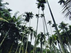 -中国科学院西双版纳热带植物园