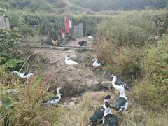 -梁野山景区