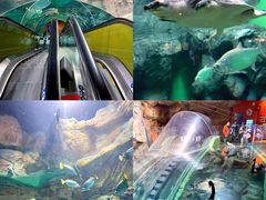 -上海海洋水族馆