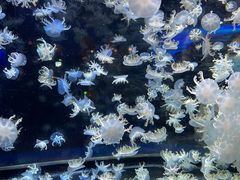 -太平洋海底世界