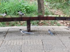 -东湖落雁景区