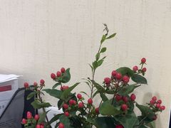 -极光口腔·矫正种植修复(锦江店)
