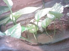 -上海大自然野生昆虫馆(东方明珠·爬宠昆虫探索中心)