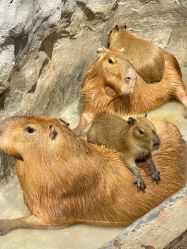 -Zoolung Zoolung动物主题公园(海信广场店)