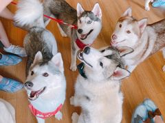 -Husky Go! 哈士奇体验馆·宠物咖啡厅狗咖