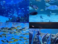 -海合安成都极地海洋公园
