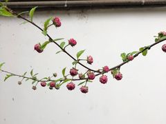 -大觉寺-停车场