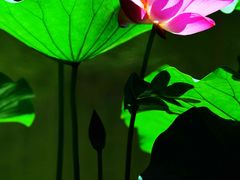 -陈家山荷花公园