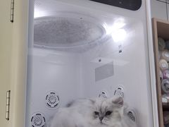 -老吴的猫·猫舍(新区店)