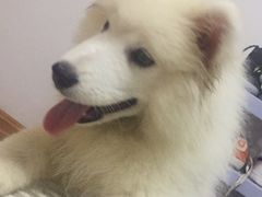 -翊宠yipet猫狗购宠庄园犬舍•猫舍