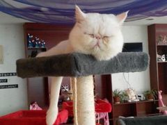 android_upload_pic-萌喵宠狗爱心宠咖