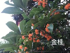 -高旻寺