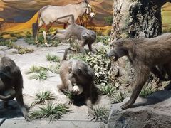 -国家自然博物馆