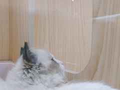 -屋虎猫馆(宝安大仟里店)