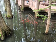 -东湖落雁景区