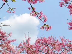 -天适樱花悠乐园