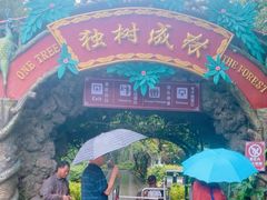 -瑞丽独树成林风景区