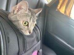 -北京观赏动物医院·24小时大型综合·猫专科·异宠专科