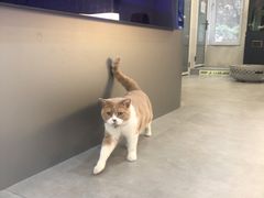 -伟伟宠物医院·CT影像中心·瑞派犬猫综合性门诊(汉口总院)
