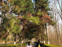 -合肥滨湖国家森林公园