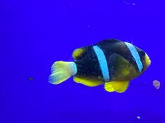 -江和美海洋公园