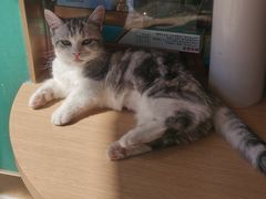 -飞行喵MR PILOT|猫舍·猫咖(静安大融城店)