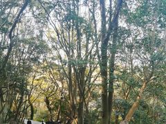 -普陀山风景区-佛顶山